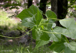 Image of Ole-man-in-the-ground