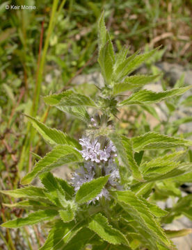 Image of Mentha canadensis L.