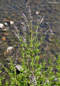 Слика од Mentha spicata L.