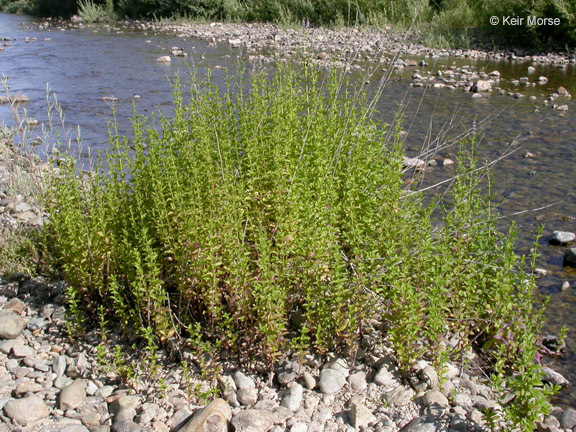 Image of Garden mint