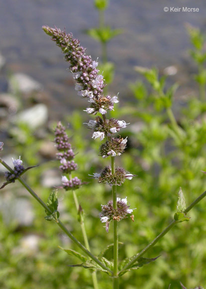 Image of Garden mint