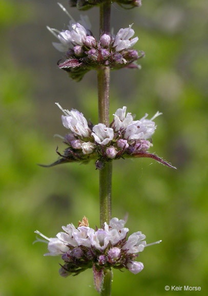 Image of Garden mint