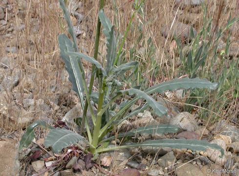 Image of giant blazing star