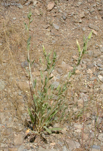 Image of giant blazing star