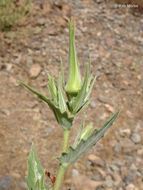 Image of giant blazing star