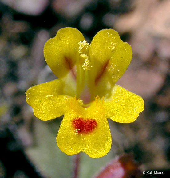 Image of <i>Mimulus alsinoides</i>