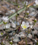 Image of <i>Minuartia douglasii</i>