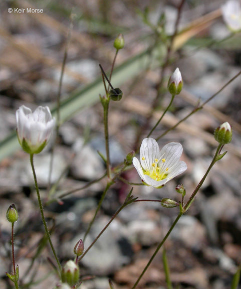 Image of <i>Minuartia douglasii</i>