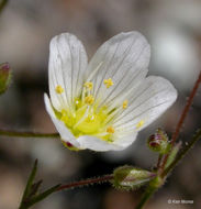 Image of <i>Minuartia douglasii</i>