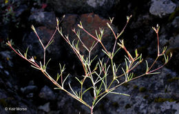 Image of <i>Minuartia douglasii</i>