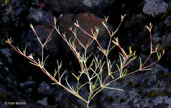 Image of <i>Minuartia douglasii</i>