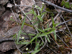 Слика од Moehringia macrophylla (Hook.) Fenzl