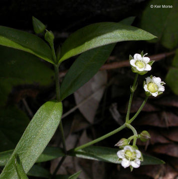 Plancia ëd Moehringia macrophylla (Hook.) Fenzl