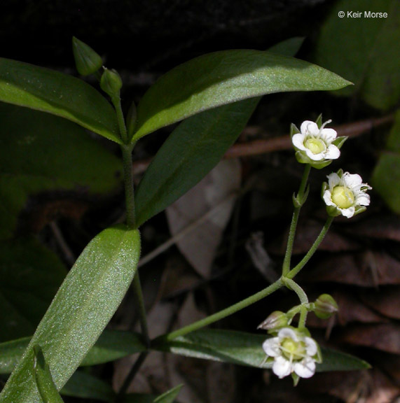 Слика од Moehringia macrophylla (Hook.) Fenzl