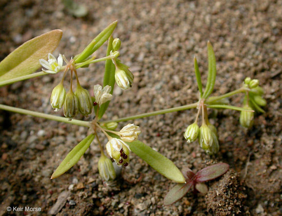 Image of green carpetweed