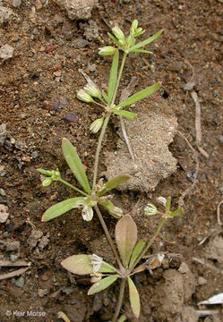 Plancia ëd Mollugo verticillata L.