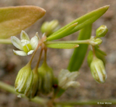 Image of green carpetweed