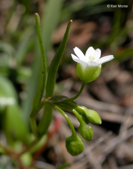 Image of narrowleaf minerslettuce