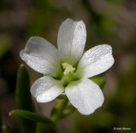 Image of narrowleaf minerslettuce