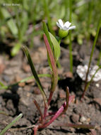 Image of narrowleaf minerslettuce