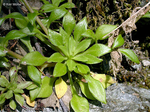 Image of littleleaf minerslettuce