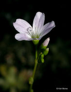 Image de Montia parvifolia (Moc. ex DC.) Greene