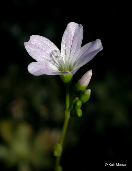 Montia parvifolia (Moc. ex DC.) Greene resmi