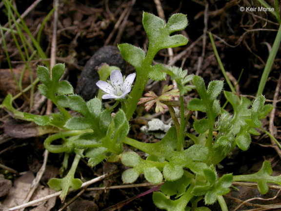 Imagem de Nemophila pedunculata Dougl. ex Benth.