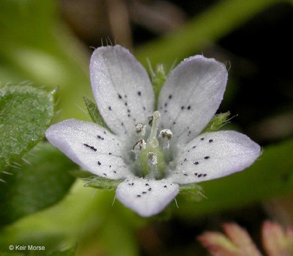 Imagem de Nemophila pedunculata Dougl. ex Benth.