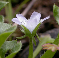 Imagem de Nemophila pedunculata Dougl. ex Benth.