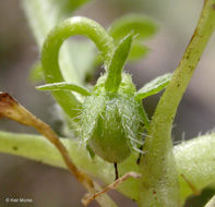 Imagem de Nemophila pedunculata Dougl. ex Benth.