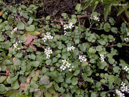 Image of Water-cress