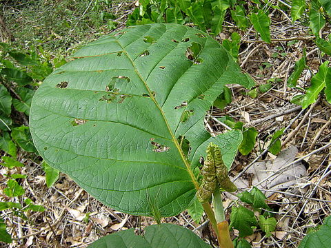 Coccoloba rosea Meisn. resmi