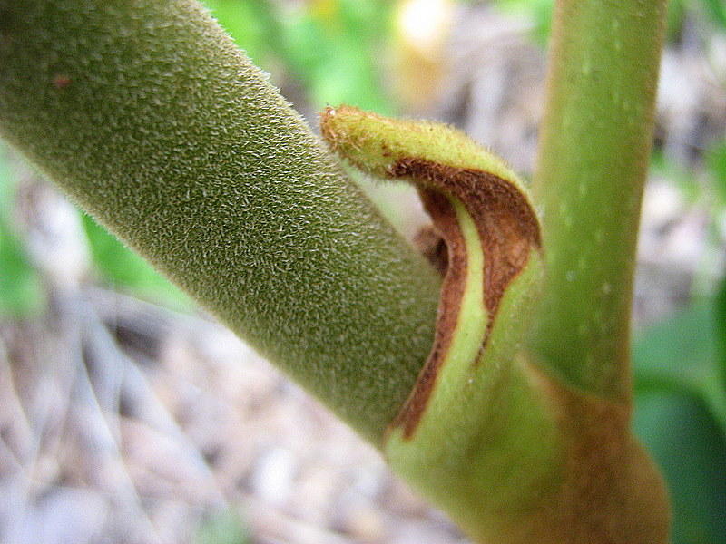 Image of Coccoloba rosea Meisn.