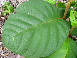 Image of Coccoloba rosea Meisn.