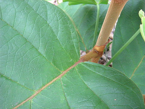 Image de Coccoloba rosea Meisn.