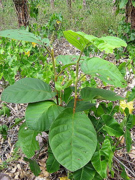 Image of Coccoloba rosea Meisn.