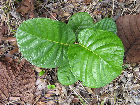 Image de Coccoloba rosea Meisn.