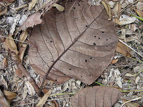 Image of Coccoloba rosea Meisn.