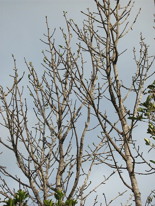 Image of Coccoloba rosea Meisn.