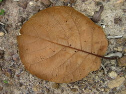 Image of Coccoloba rosea Meisn.