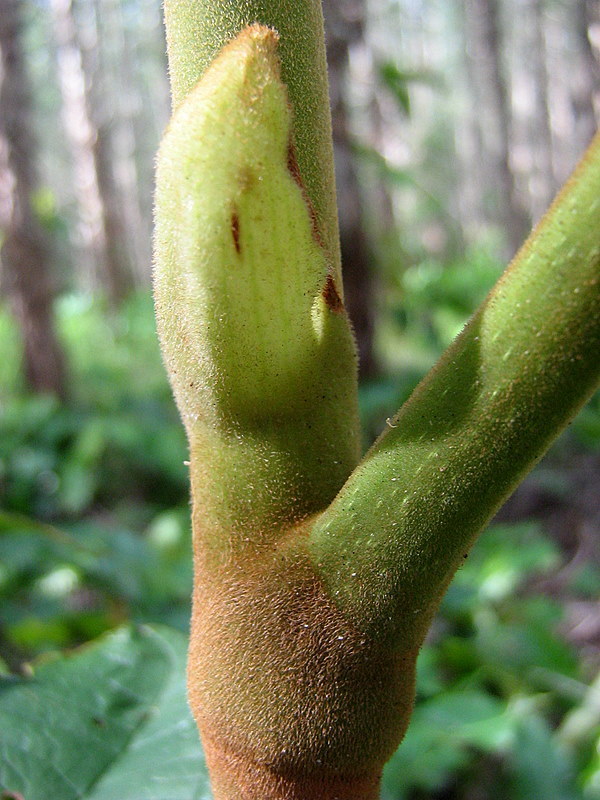 Coccoloba rosea Meisn. resmi