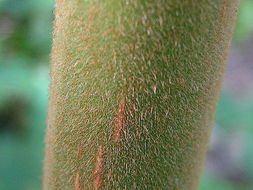 Image of Coccoloba rosea Meisn.