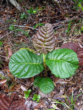 Image of Coccoloba rosea Meisn.