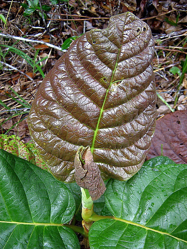 Coccoloba rosea Meisn. resmi