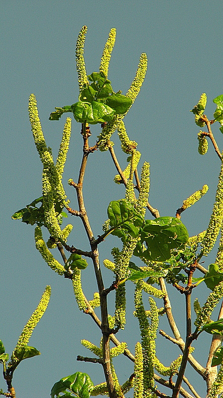 Image of Coccoloba rosea Meisn.