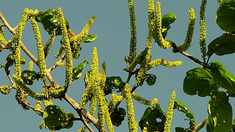 Image of Coccoloba rosea Meisn.