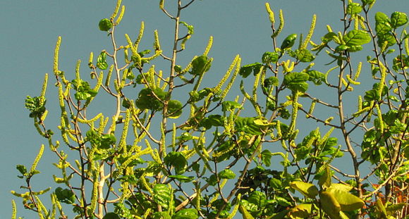 Image of Coccoloba rosea Meisn.