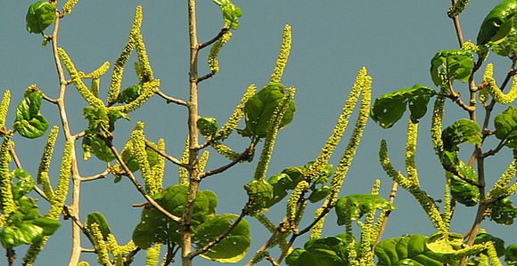 Image de Coccoloba rosea Meisn.