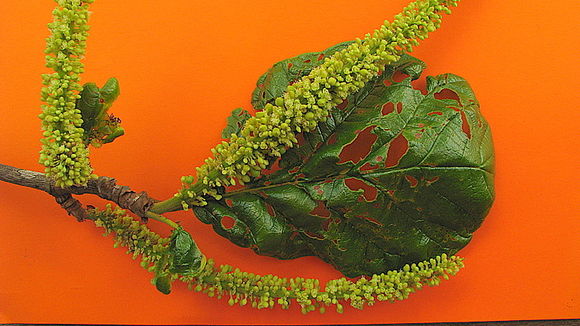 Image of Coccoloba rosea Meisn.